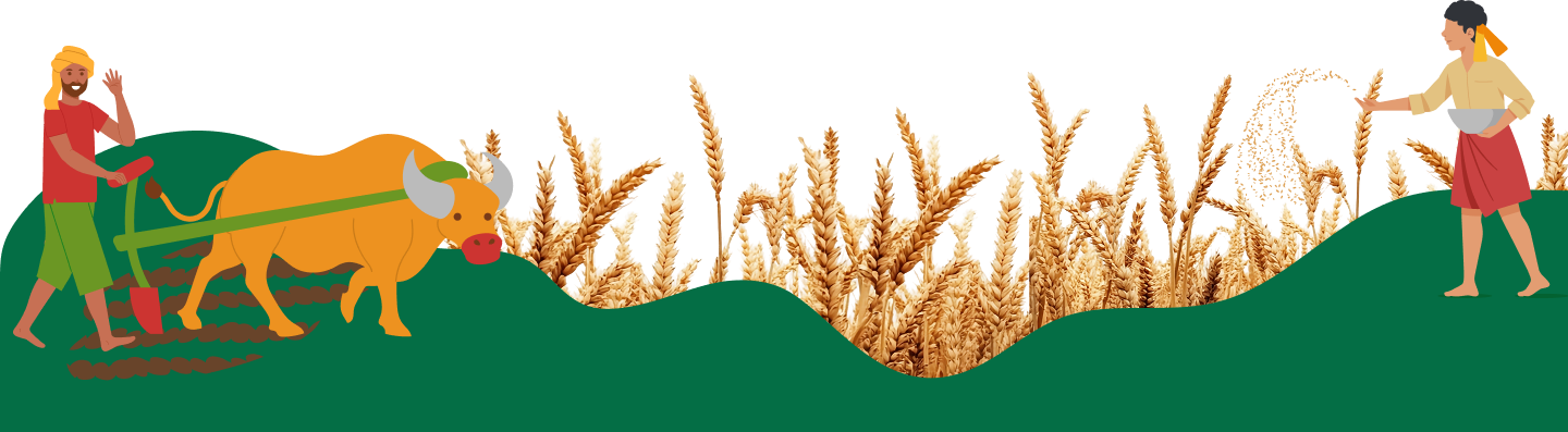 Wheat field and hills