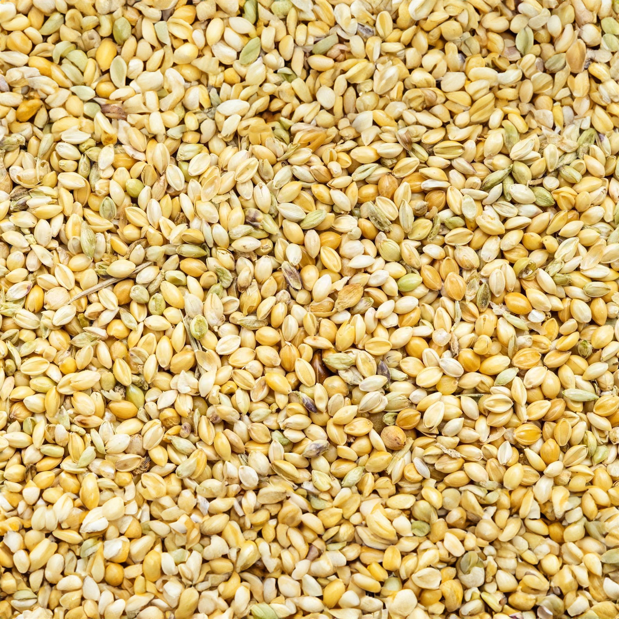 FOXTAIL MILLET [FOXTAIL BAJRA]