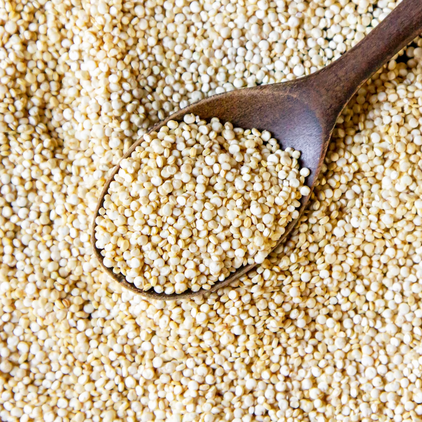 JO DALIYA [BARLEY OATS]