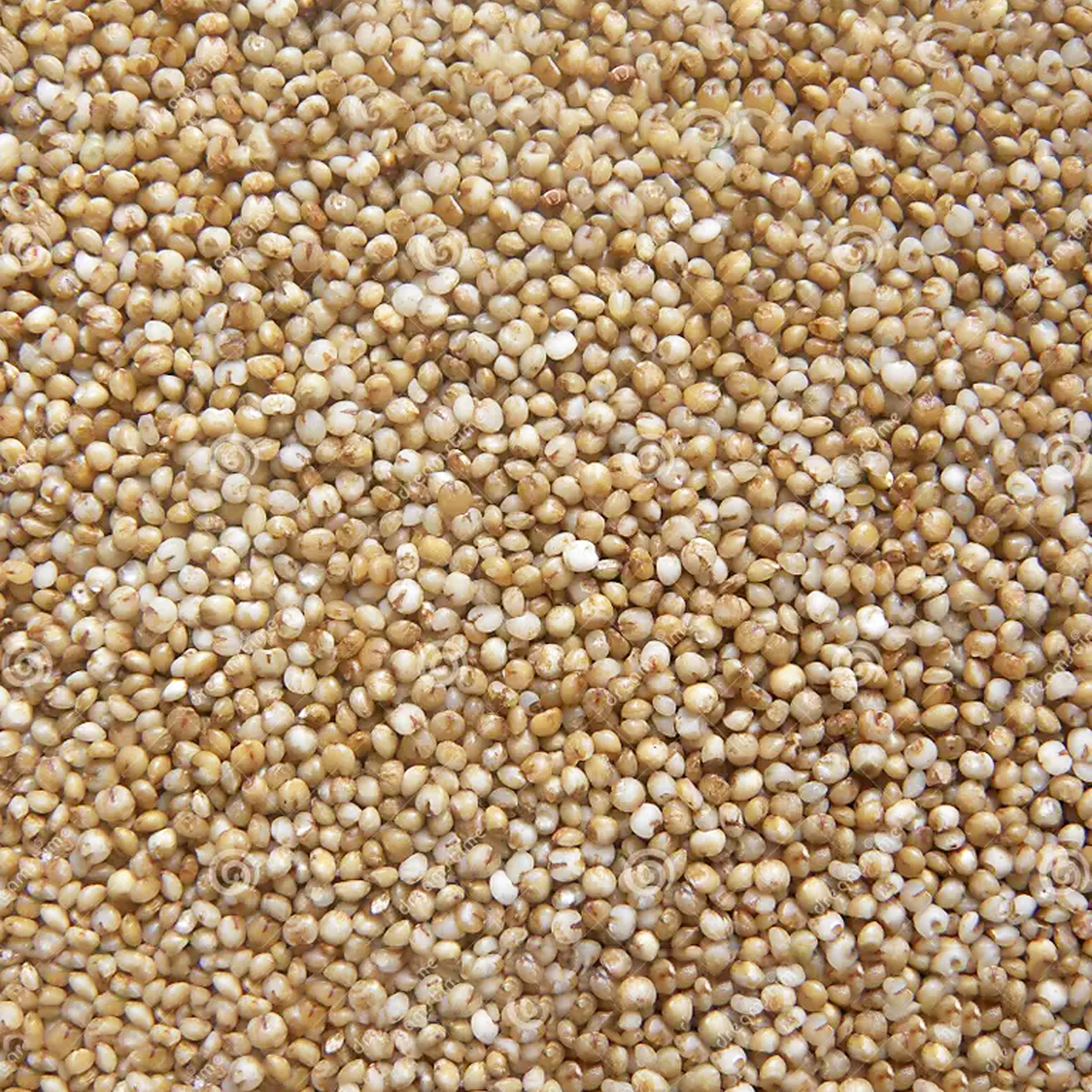 KODU MILLET